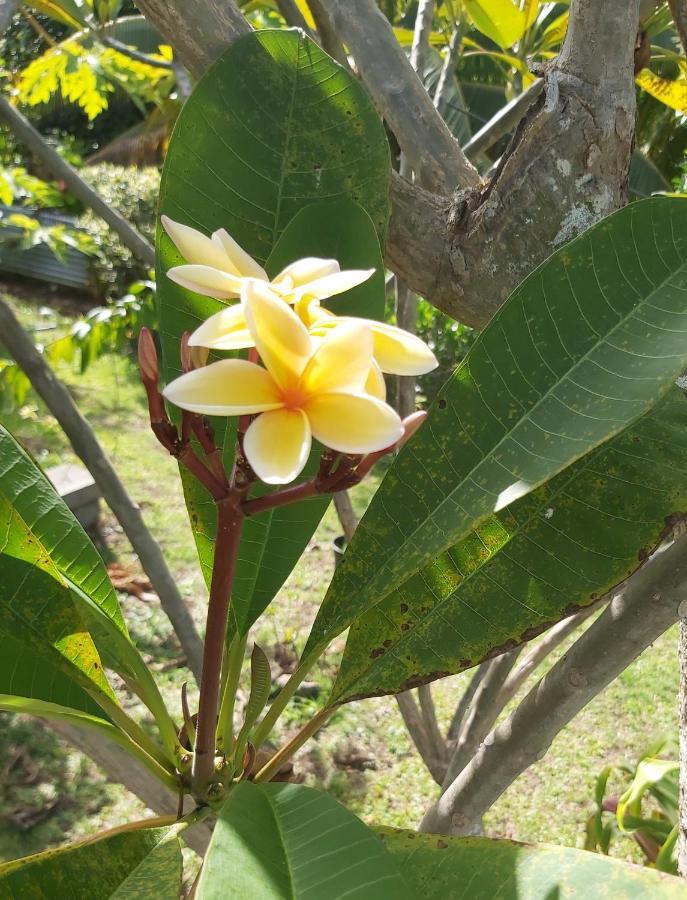 Chez Mimi Et Daniel Villa Bora Bora Kültér fotó